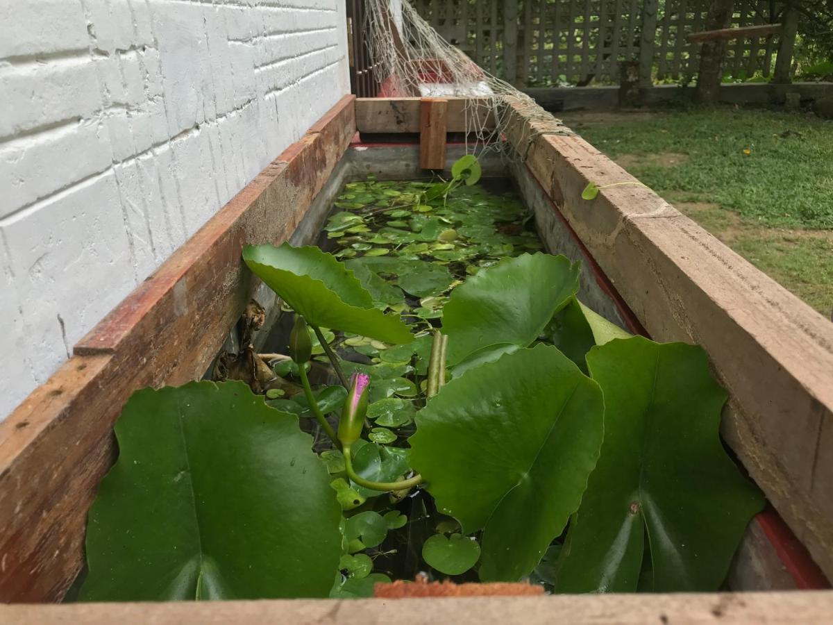 Eco Willow - Kathaluwa Atadahewatugoda Ngoại thất bức ảnh